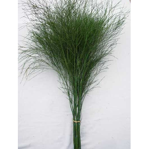 FOLHAGEM ASPARGO VASSOURINHA