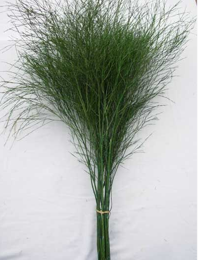 <h4>FOLHAGEM ASPARGO VASSOURINHA</h4>