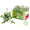 Scindapsus pictus 'Trebie' hangpot