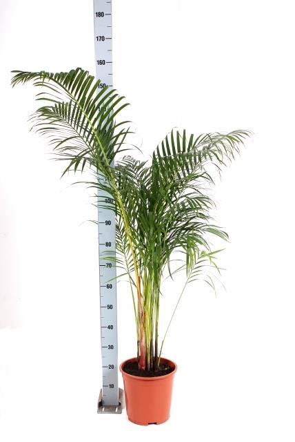 <h4>DYPSIS LUTESCENS</h4>