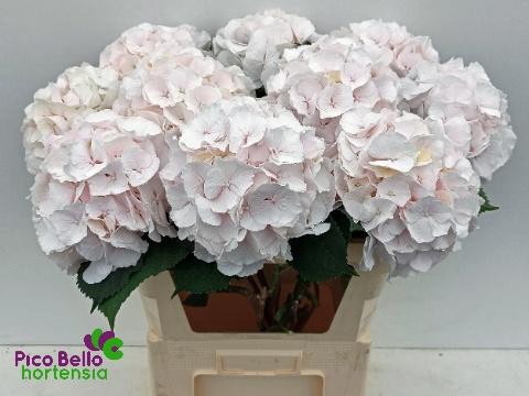 <h4>HYDR M CH SW VERENA</h4>