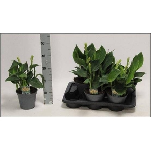 CANNA TENERIFE