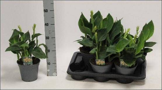 <h4>CANNA TENERIFE</h4>