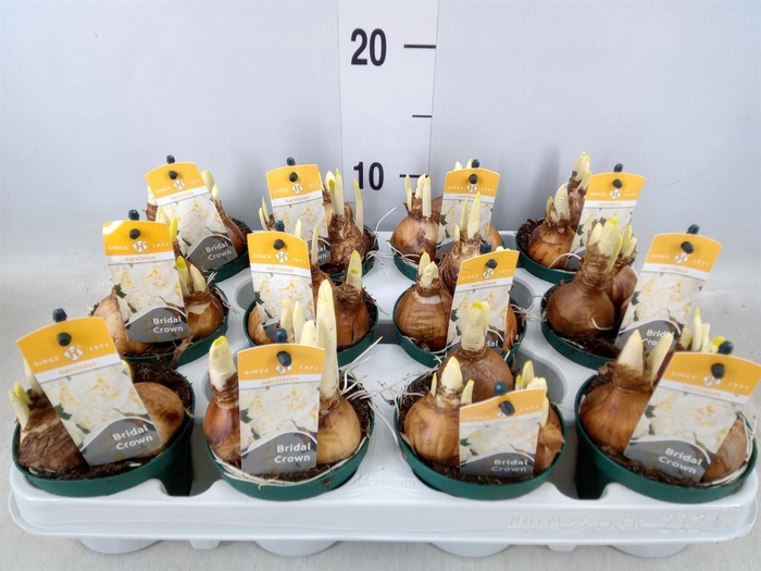 <h4>Narcissus DU 'Bridal Crown'</h4>