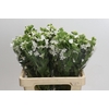 Oxypetalum coeruleum 'Perfect White Harmony'