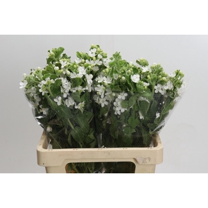 Oxypetalum coeruleum 'Perfect White Harmony'