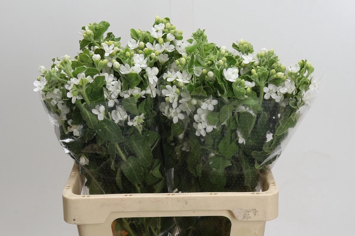<h4>Oxypetalum coeruleum 'Perfect White Harmony'</h4>