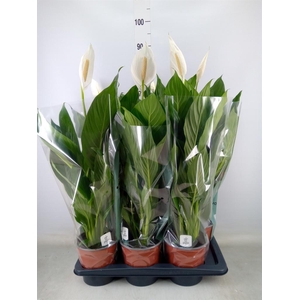 Spathiphyllum  'Bingo Cupido'