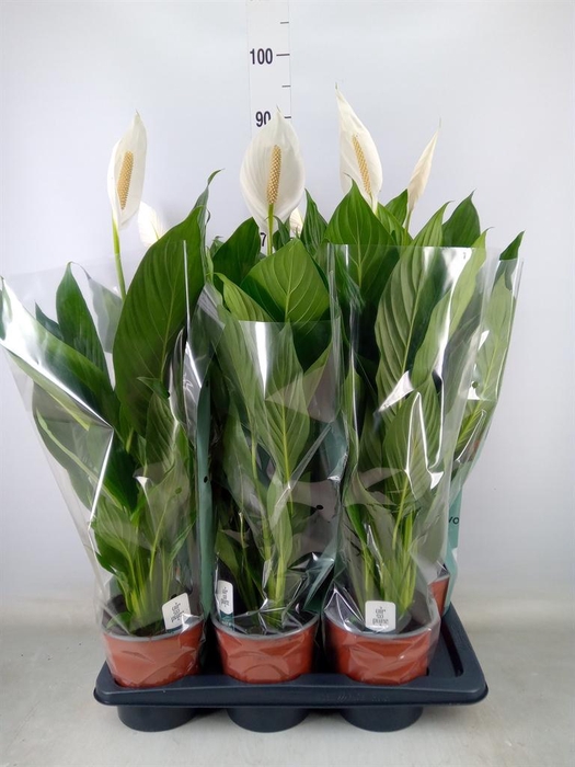 <h4>Spathiphyllum  'Bingo Cupido'</h4>