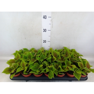 Pilea mollis 'Moon Valley'