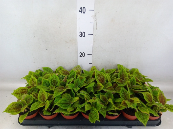 <h4>Pilea mollis 'Moon Valley'</h4>
