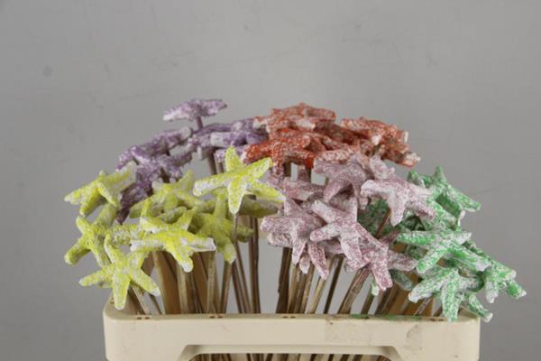 Stick Starfish Plaster Mix