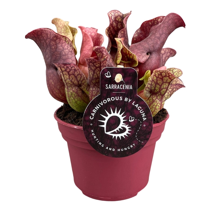 <h4>Sarracenia</h4>