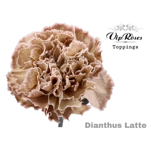 Di St Vip Latte