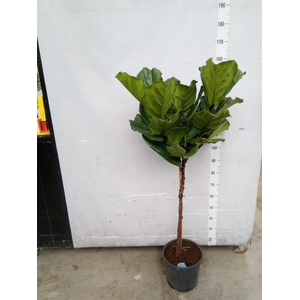 Ficus lyrata