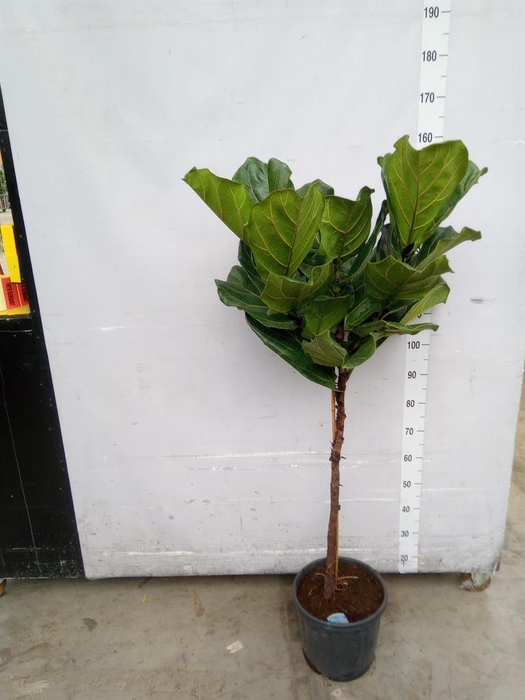 <h4>Ficus lyrata</h4>