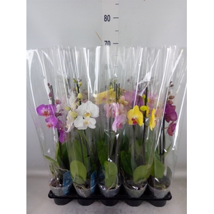 Phalaenopsis   ...mix  5