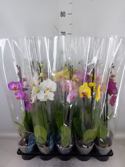 <h4>Phalaenopsis   ...mix  5</h4>