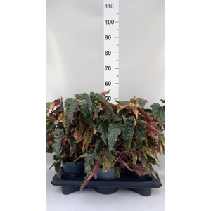 Begonia maculata