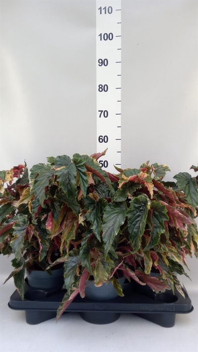 <h4>Begonia maculata</h4>