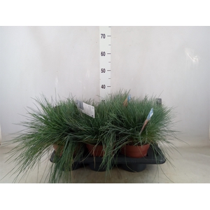 Festuca glauca 'Intens Blue'