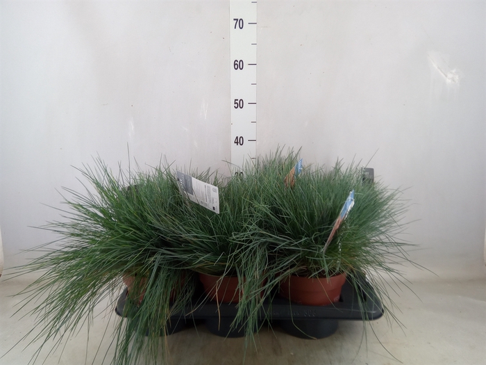 Festuca glauca 'Intens Blue'