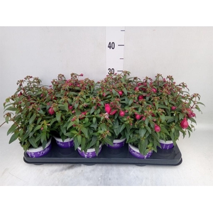Fuchsia  'Bella Fuchsia Soila'