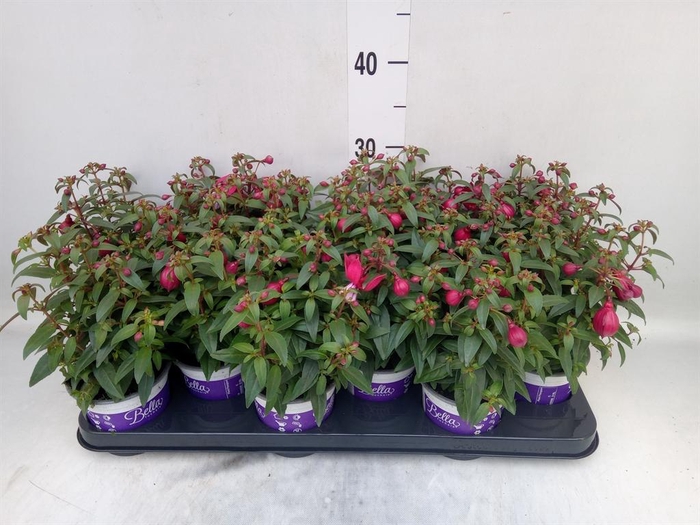 <h4>Fuchsia  'Bella Fuchsia Soila'</h4>