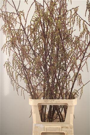 <h4>Stachyurus</h4>