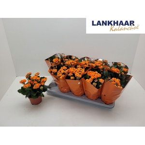 KAL GE PERFECTA ORAN