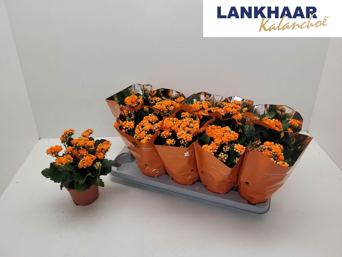 <h4>KAL GE PERFECTA ORAN</h4>