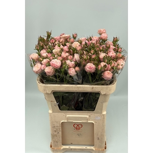 R TR ROYAL BLUSH