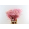 Dried Stipa Feather Baby Pink P Stem