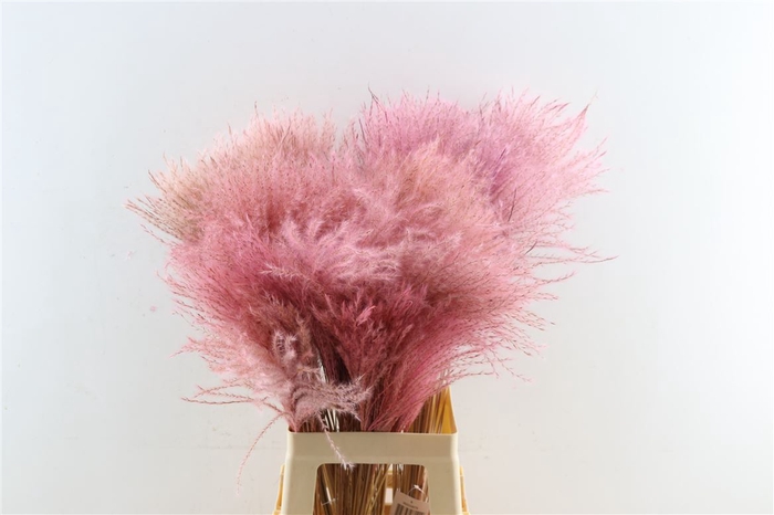 Dried Stipa Feather Baby Pink P Stem