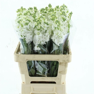 MATTH IRON WHITE