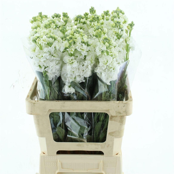 <h4>MATTH IRON WHITE</h4>