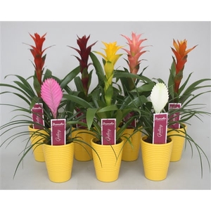 Bromelia gemengd in geel ribbel keramiek