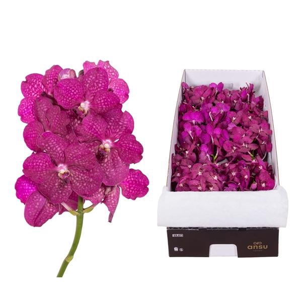 <h4>Vanda Magic Fuchsia X16</h4>