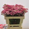 Achillea Millefolium Bianca Classic