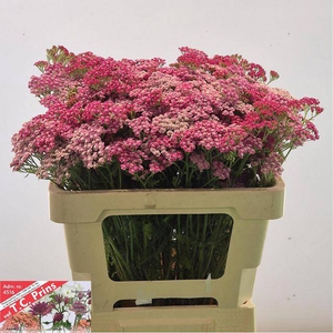 ACHIL M BIANCA CLASS