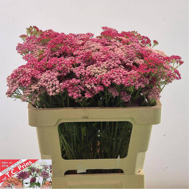 ACHIL M BIANCA CLASS