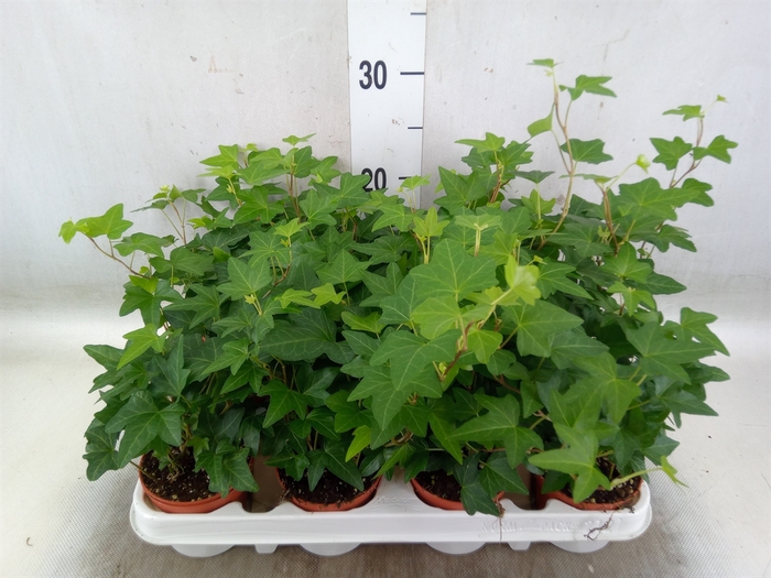 <h4>Hedera   ...green leafed</h4>
