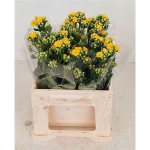 Kal Blazi Yel Meadow