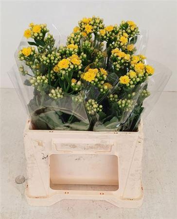 <h4>Kal Blazi Yel Meadow</h4>