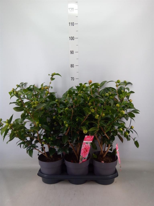 <h4>Camellia   ...</h4>