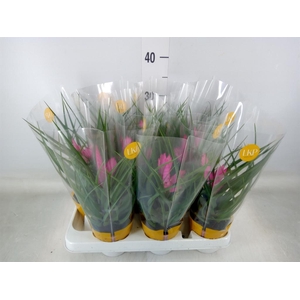 Tillandsia cyanea 'Josee'