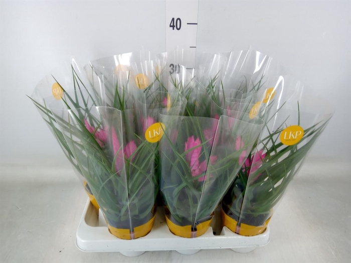 <h4>Tillandsia cyanea 'Josee'</h4>