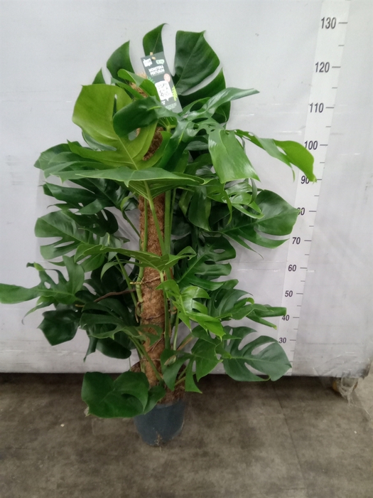 <h4>Monstera pertusum</h4>