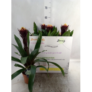 Guzmania  'Akabar'