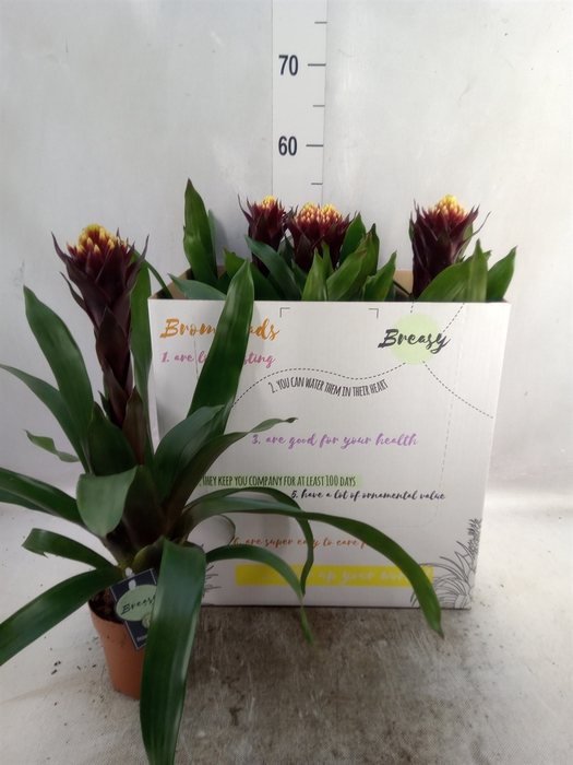 <h4>Guzmania  'Akabar'</h4>